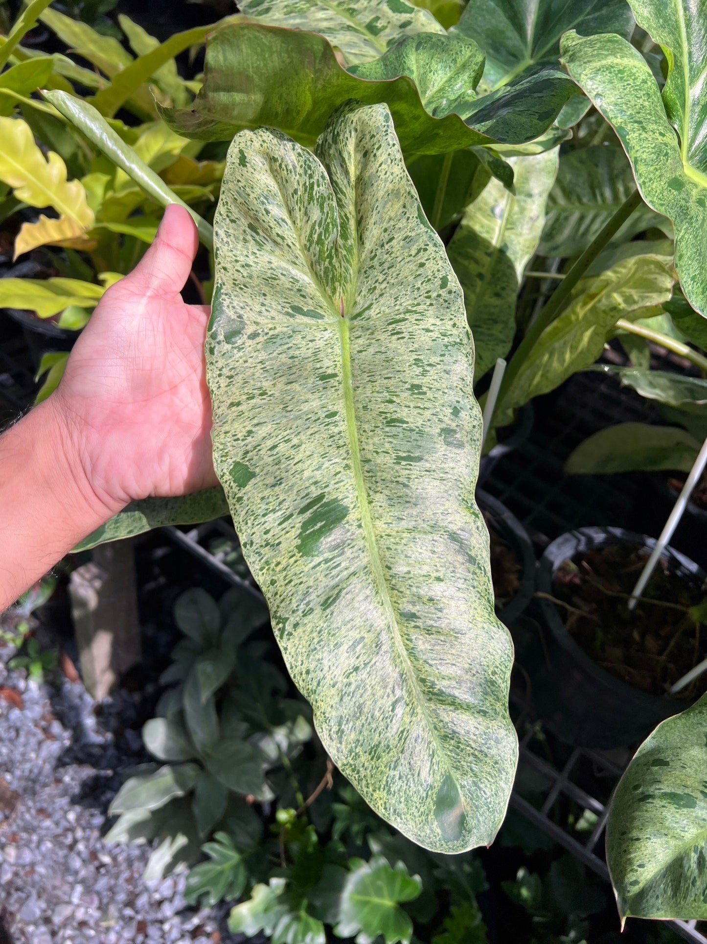 Philodendron Paraiso Verde ฟิโลเดนดรอนพาไรโซ่ เวอร์เด