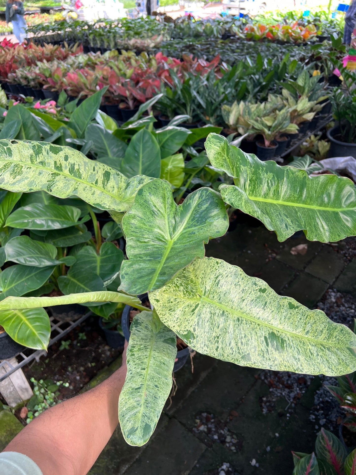 Philodendron Paraiso Verde ฟิโลเดนดรอนพาไรโซ่ เวอร์เด