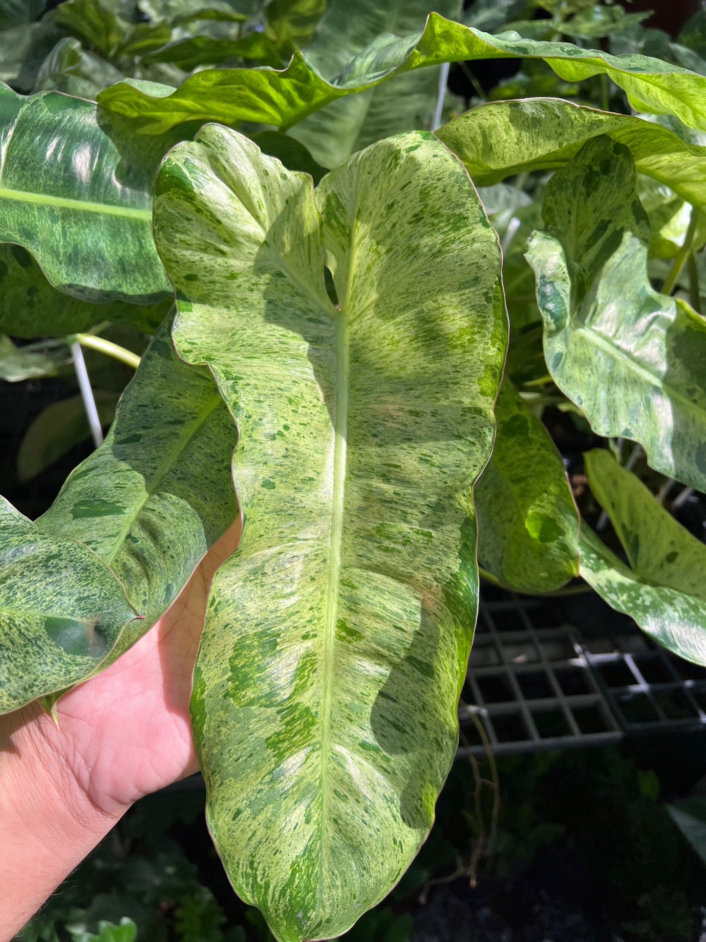 Philodendron Paraiso Verde ฟิโลเดนดรอนพาไรโซ่ เวอร์เด