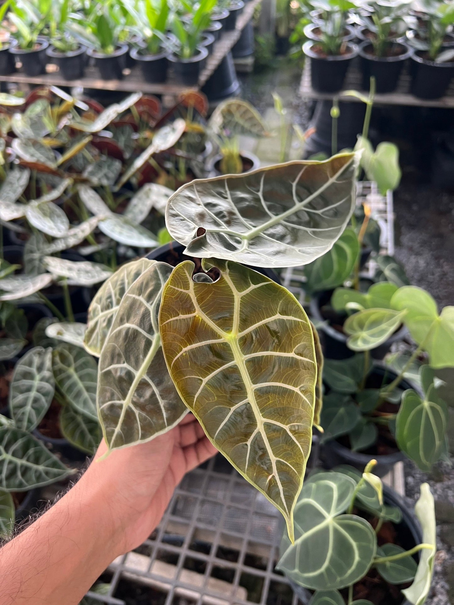 Alocasia Solina ส่งงพร้มกระถาง 6 นิ้ว