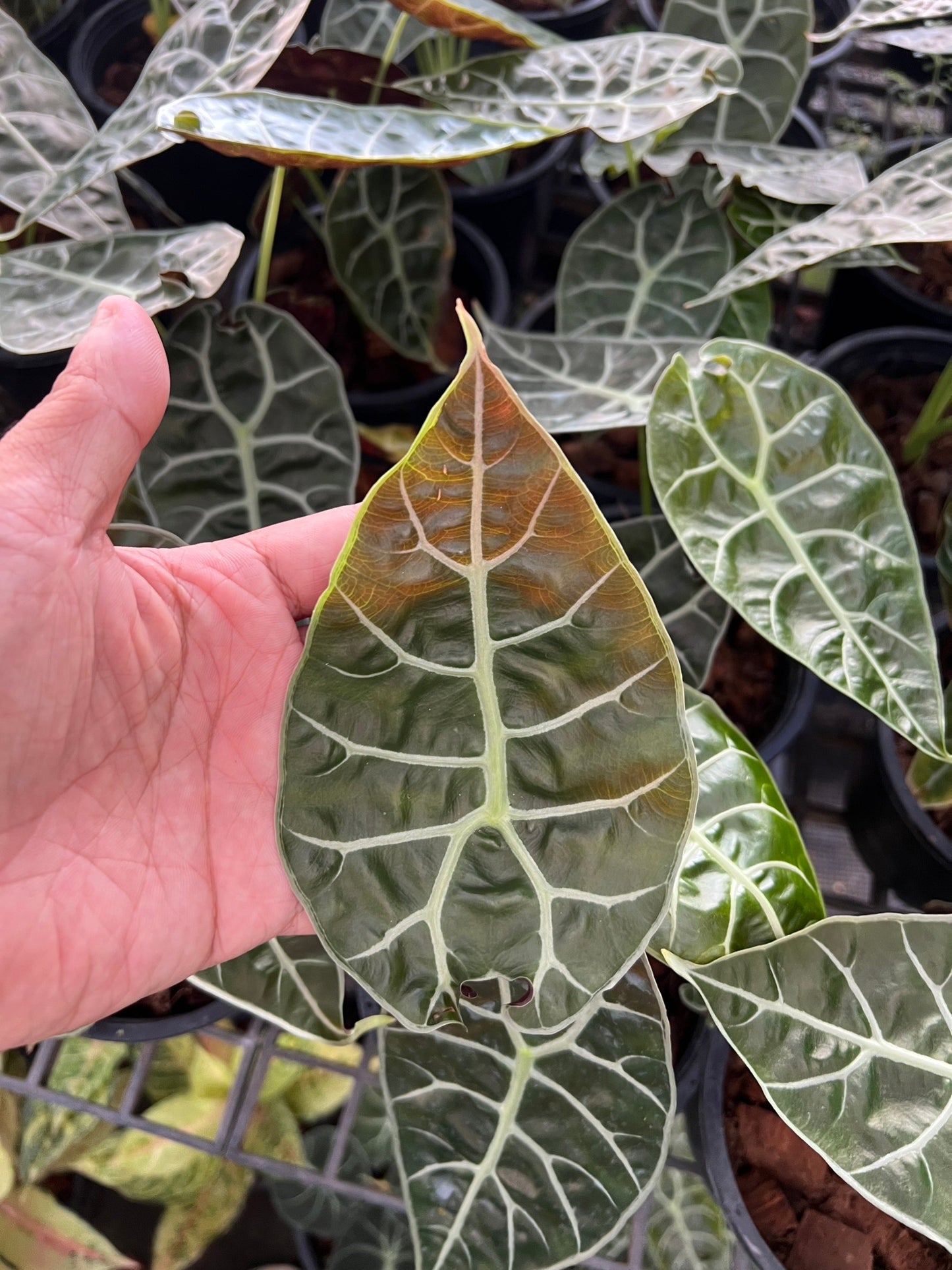 Alocasia Solina ส่งงพร้มกระถาง 6 นิ้ว