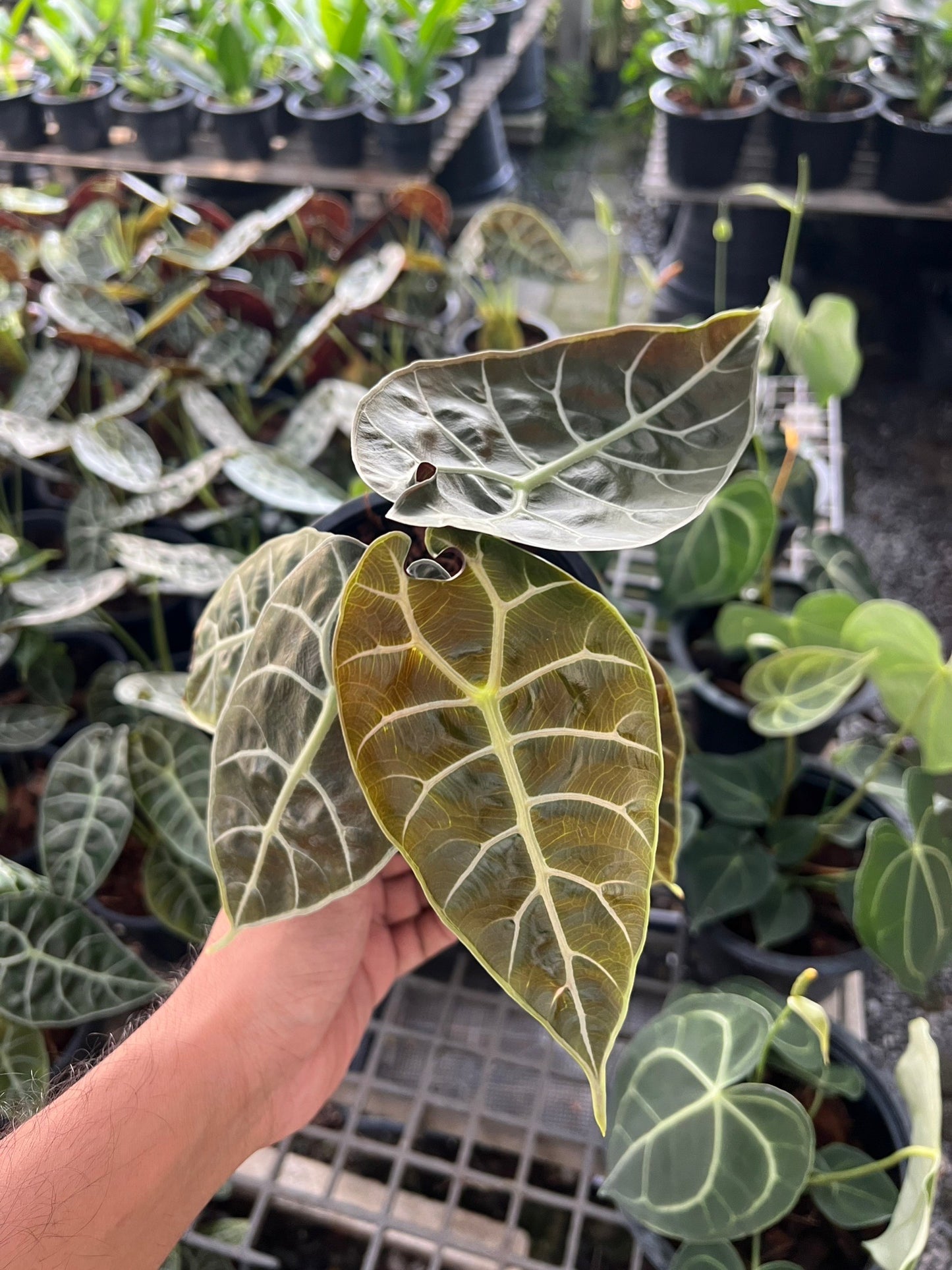 Alocasia Solina ส่งงพร้มกระถาง 6 นิ้ว