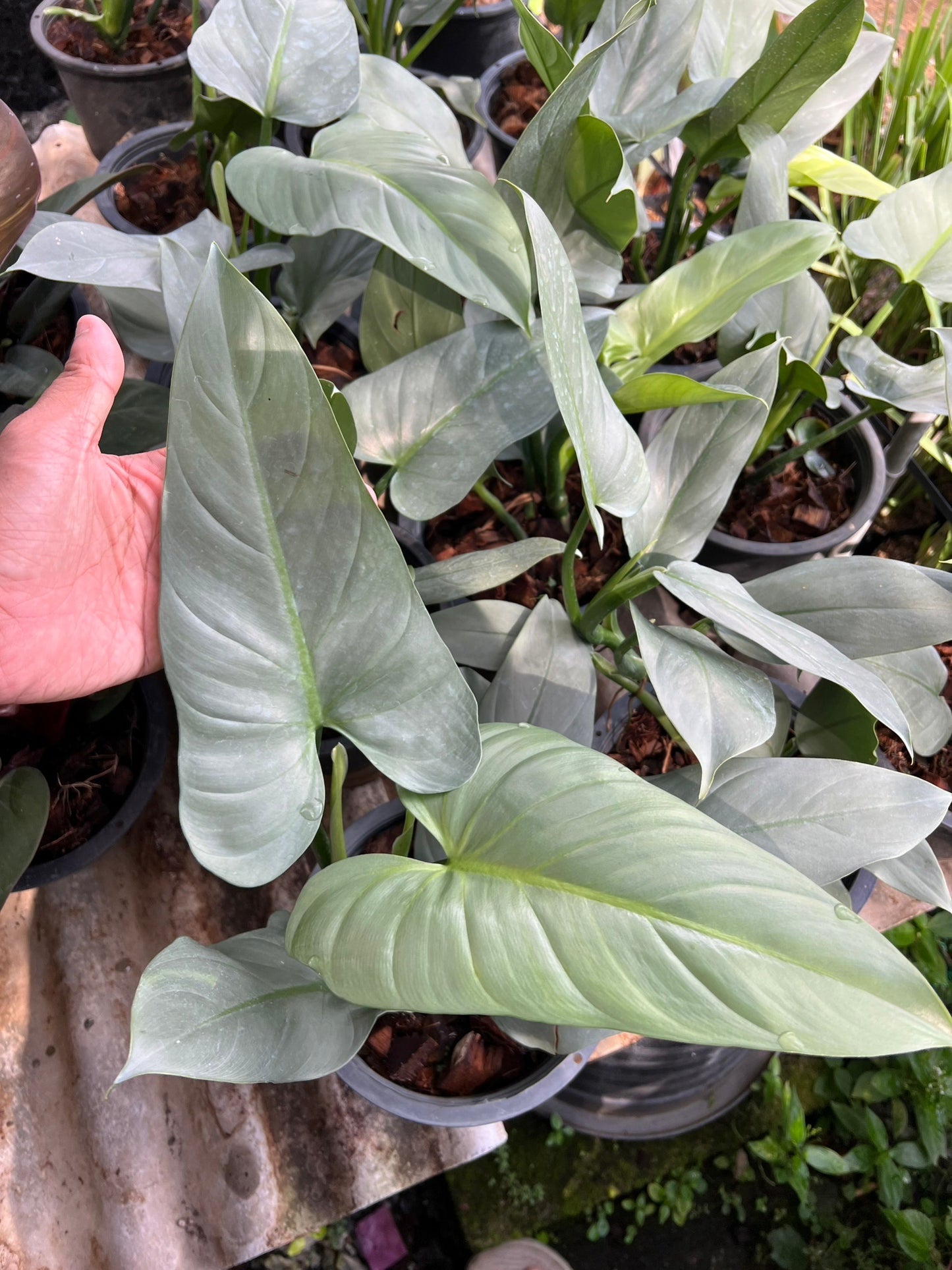 ฟิโล ดาบเงิน philidendron silver sword กระถาง 8 นิ้ว