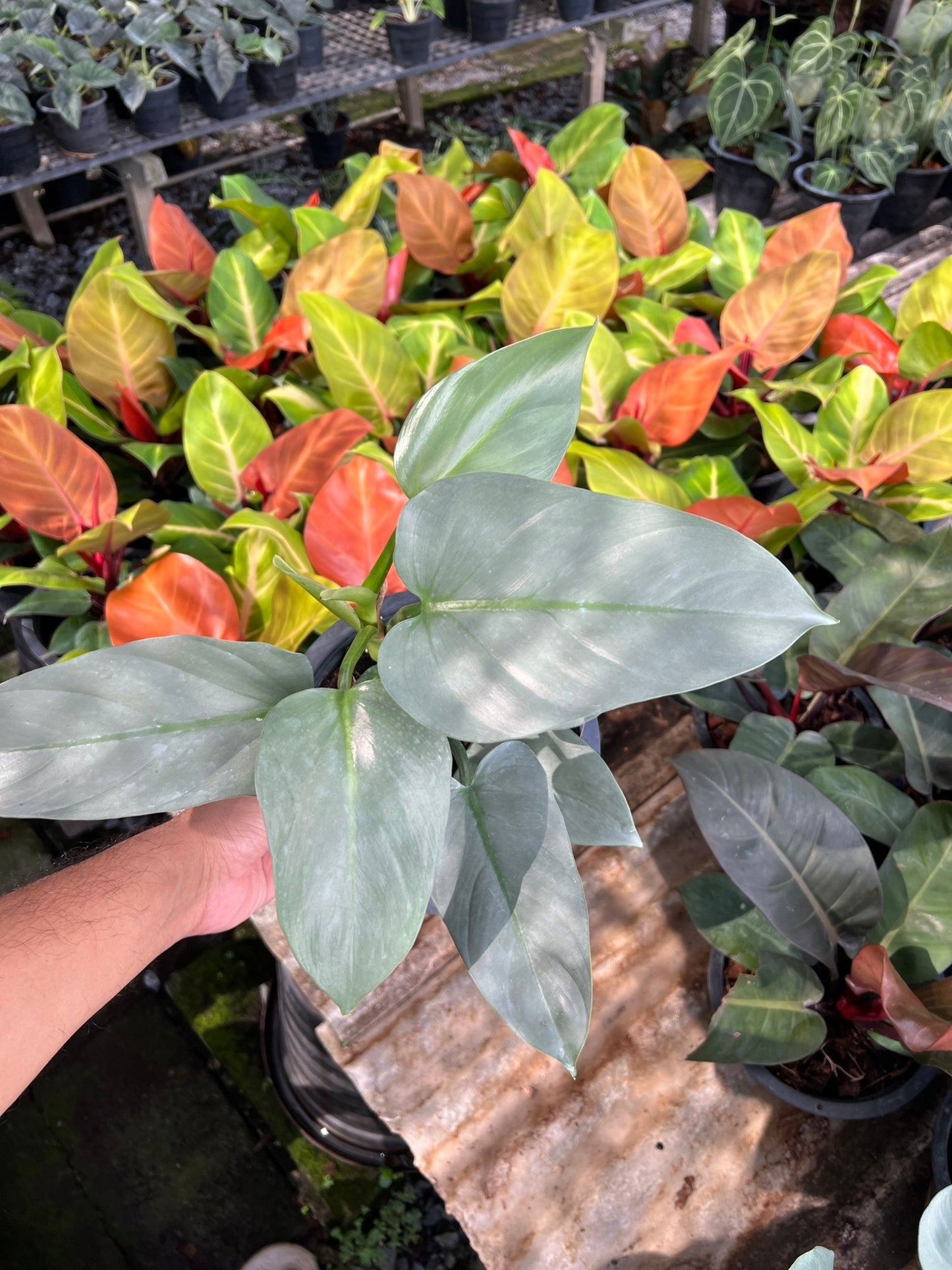 ฟิโล ดาบเงิน philidendron silver sword กระถาง 8 นิ้ว