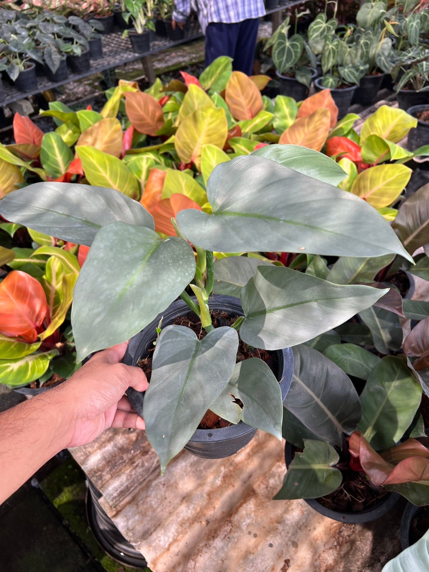 ฟิโล ดาบเงิน philidendron silver sword กระถาง 8 นิ้ว