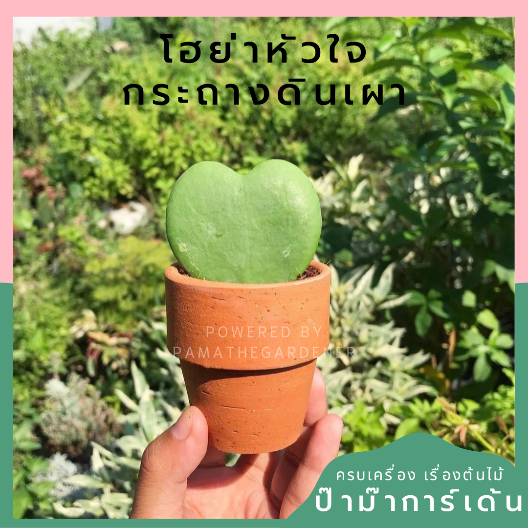 โฮย่า-หัวใจใบเดียวกระถางดินเผา-1