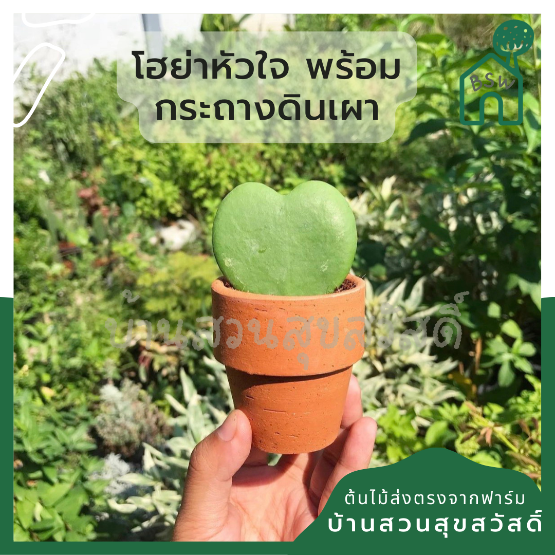 โฮย่า-หัวใจใบเดียวกระถางดินเผา-1