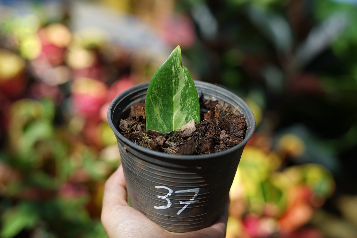 กระถางดำ 4 นิ้ พร้อม กวักมรกตด่าง ด่างสวย เทพมาก มีตุ่มแล้ว