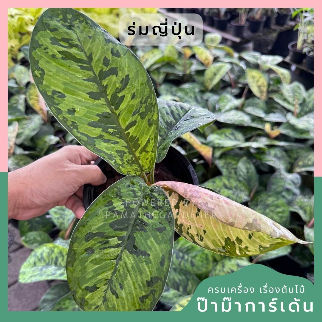 ร่มญี่ปุ่น กระถาง 5 นิ้ว ( Homalomena Wallisii )