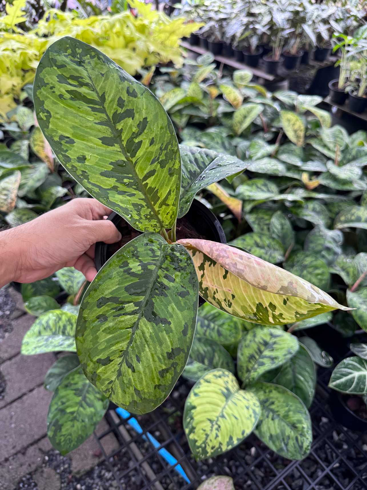 ร่มญี่ปุ่น กระถาง 5 นิ้ว ( Homalomena Wallisii )