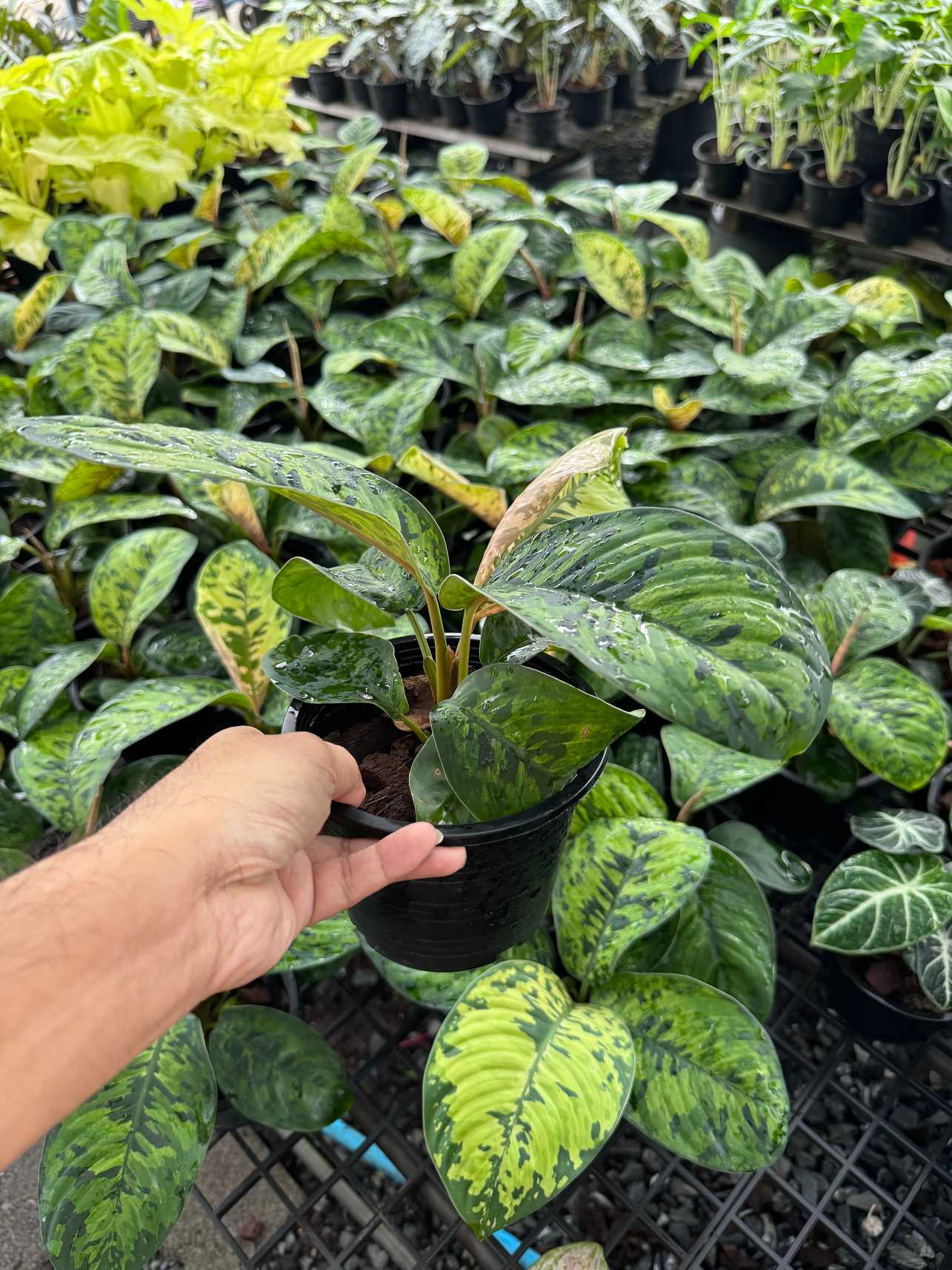 ร่มญี่ปุ่น กระถาง 5 นิ้ว ( Homalomena Wallisii )