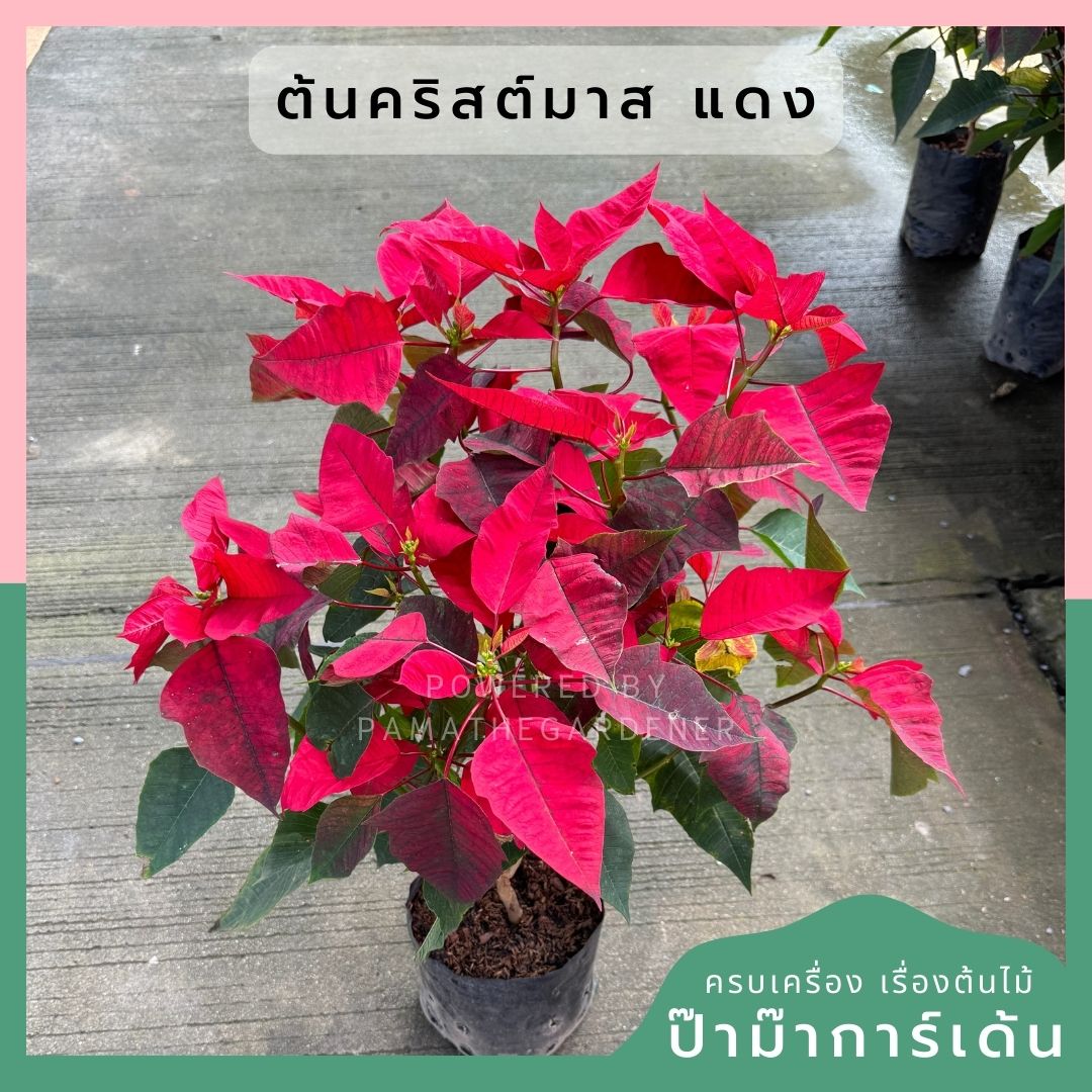 ต้นคริสต์มาส ส่งพร้อมถุงดำ สูง 60 ชม