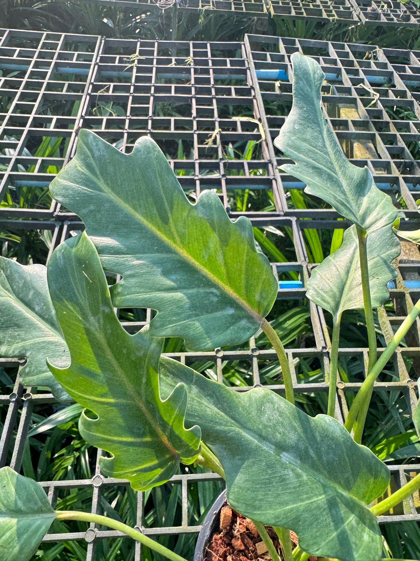 ซานาดูแคระ Philodendron Xanadu กระถาง 5 นิ้ว