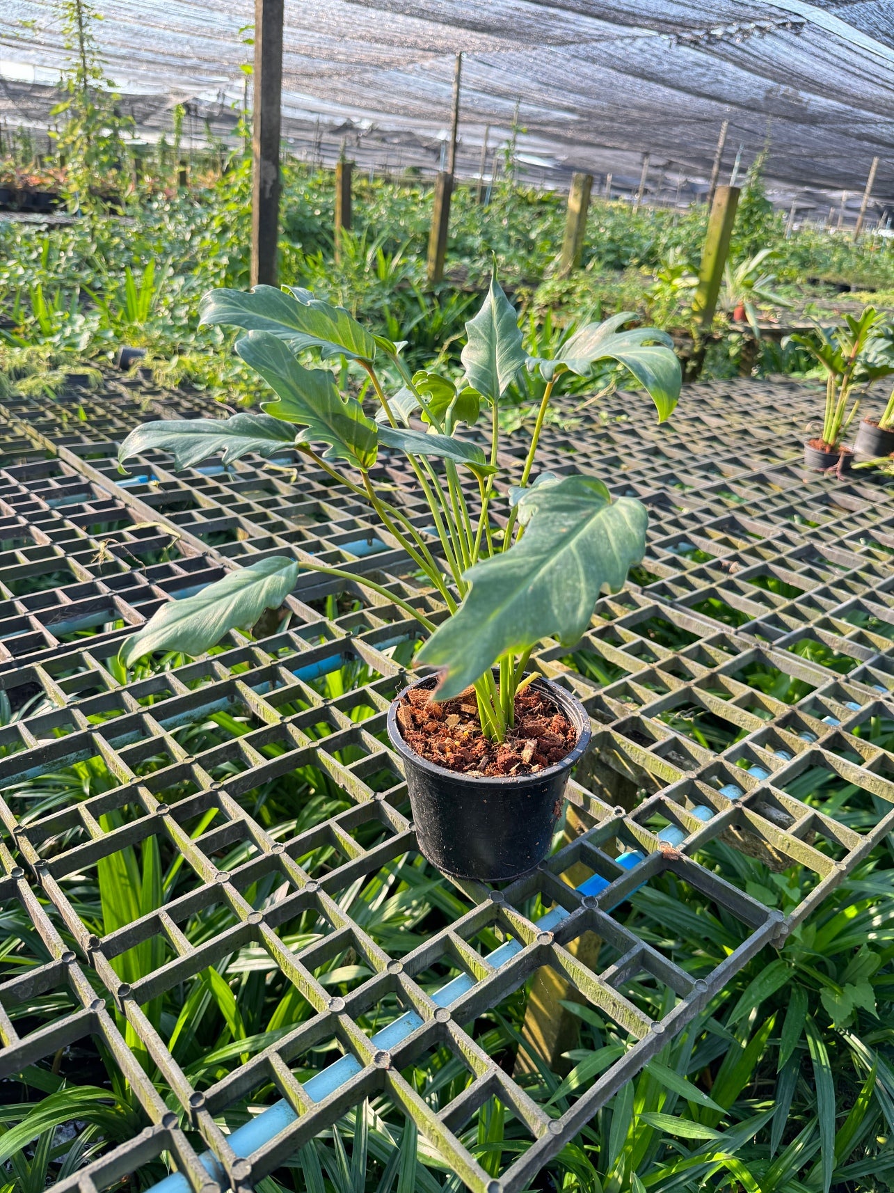 ซานาดูแคระ Philodendron Xanadu กระถาง 5 นิ้ว