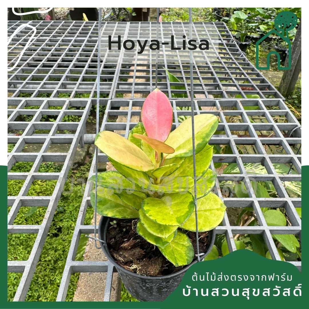 Hoya Lisa โฮย่า ลิซ่า ช่วงที่มีอากาศเย็น ปลายต้นจะเป็นสีชมพู