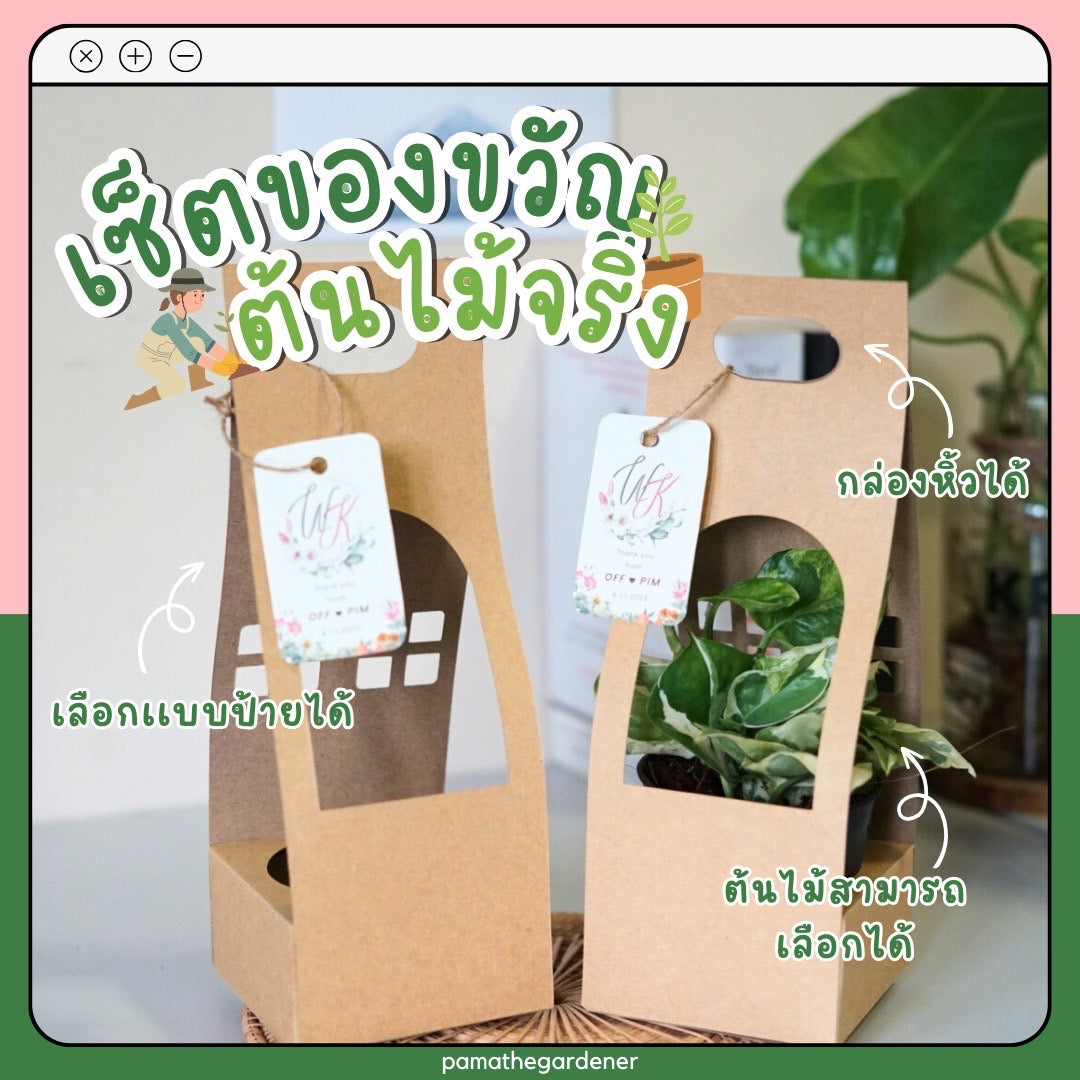 ต้นไม้ ของขวัญ Set ของชำร่วย ของขวัญ งานแต่ง ต้นไม้พร้อมกล่องกระดาษหูหิ้ว