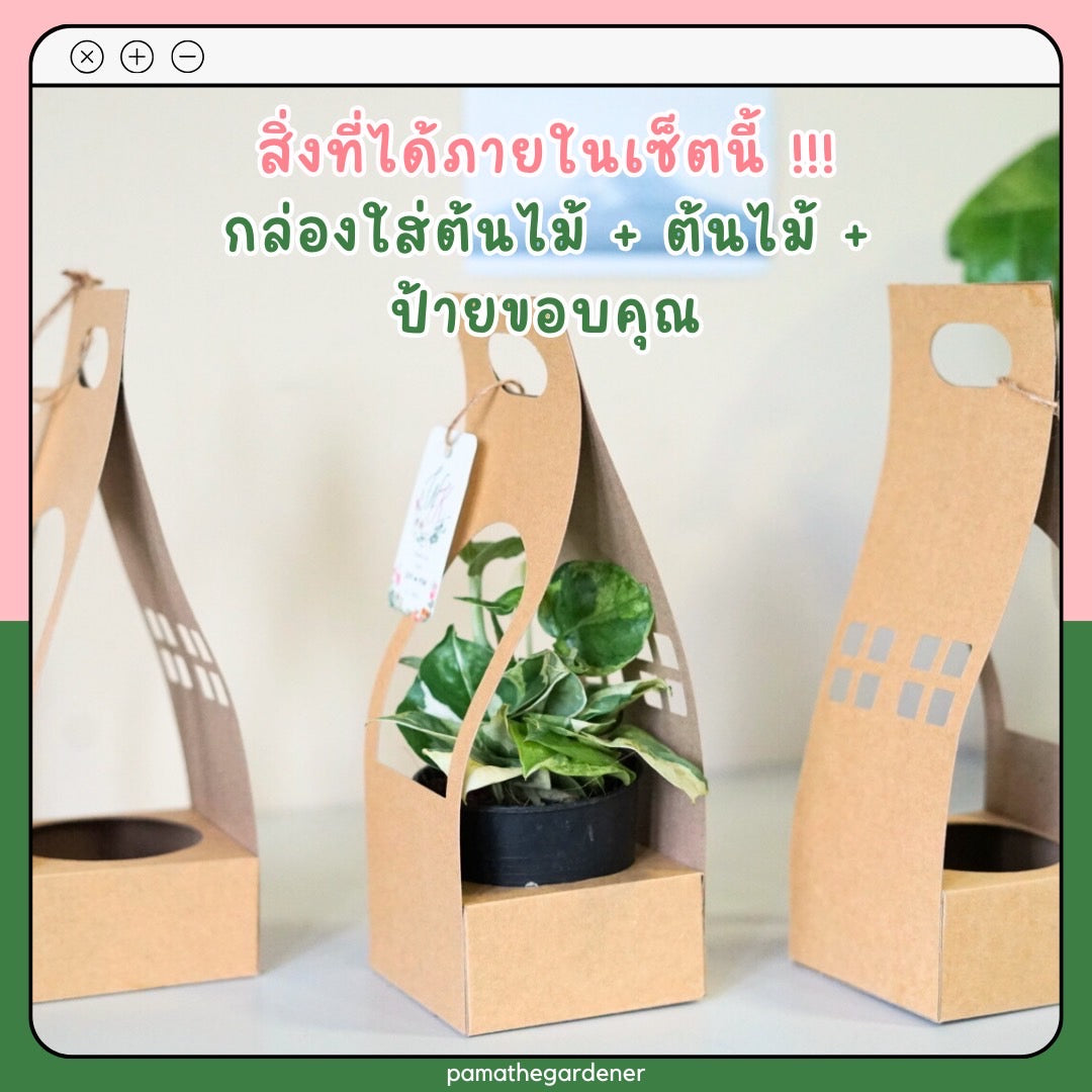 ต้นไม้ ของขวัญ Set ของชำร่วย ของขวัญ งานแต่ง ต้นไม้พร้อมกล่องกระดาษหูหิ้ว