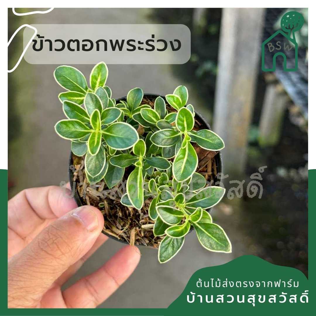 ข้าวตอกพระร่วง กระถาง 3 นิ้ว