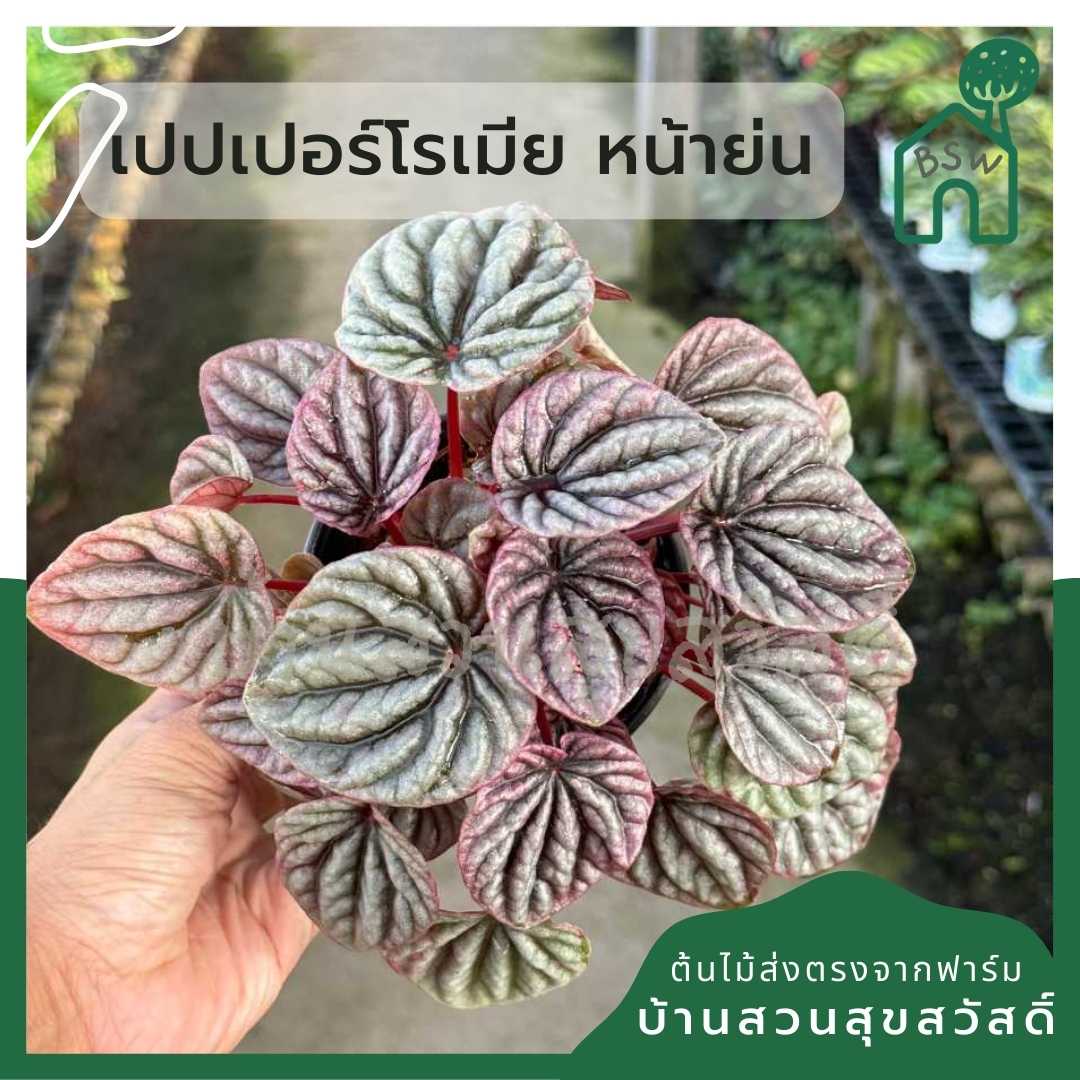 เปปเปอร์โรเมีย หน้าย่น เขียว และ ชมพู ขนาด 3-4 นิ้ว