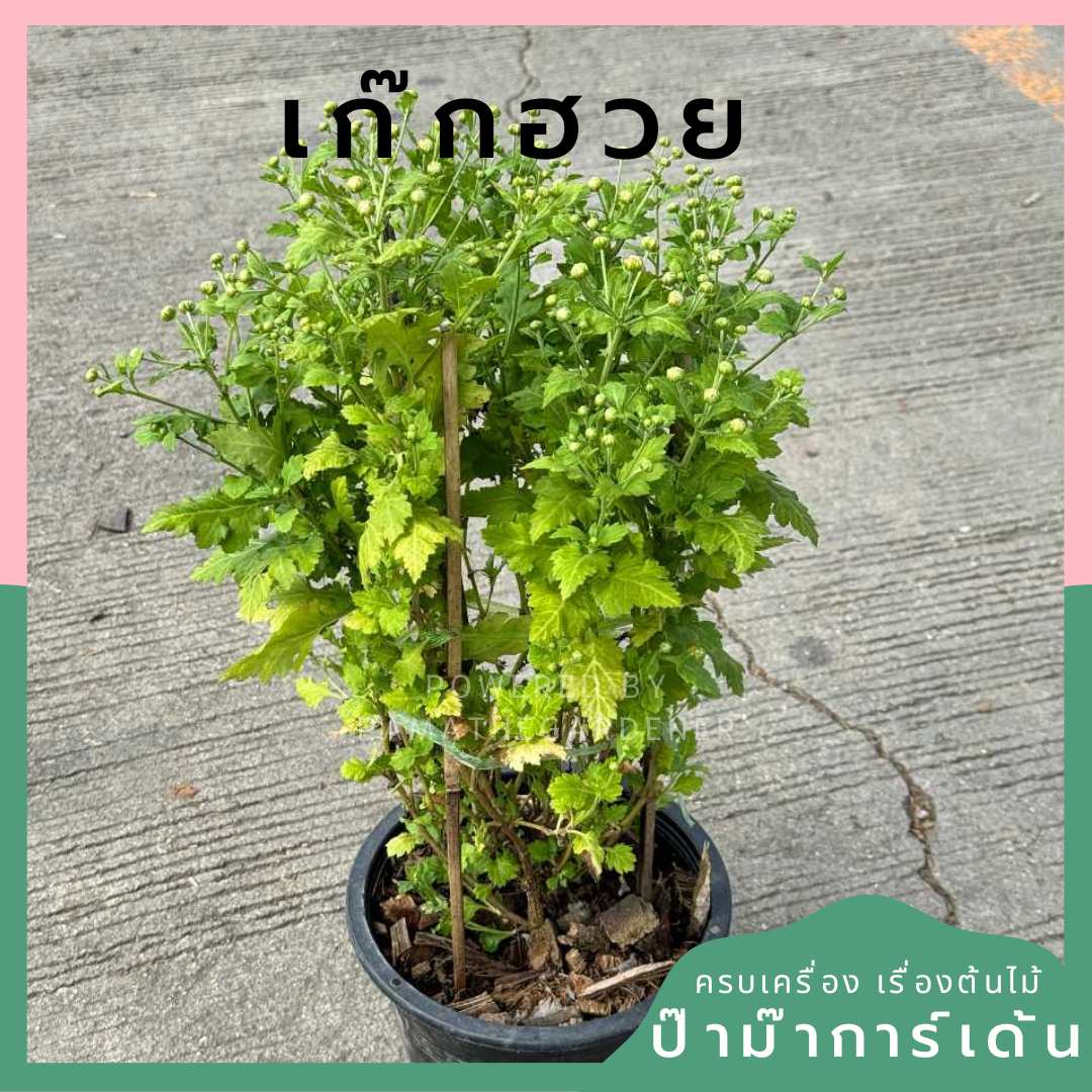 เก๊กฮวย กระถาง 8 นิ้ว