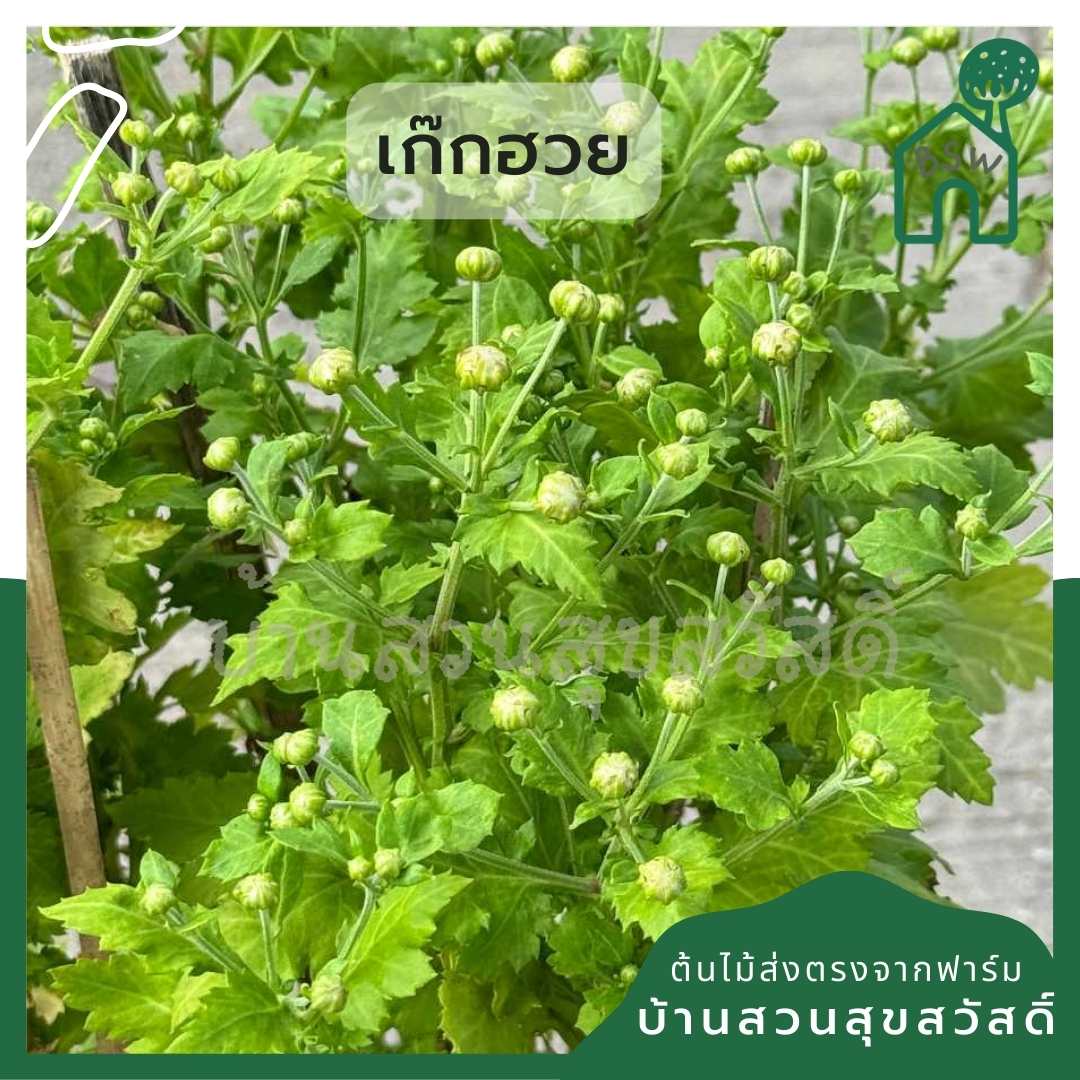 เก๊กฮวย กระถาง 8 นิ้ว