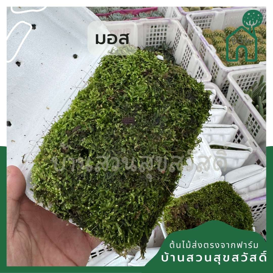 มอสดินละเอียด พร้อมส่ง