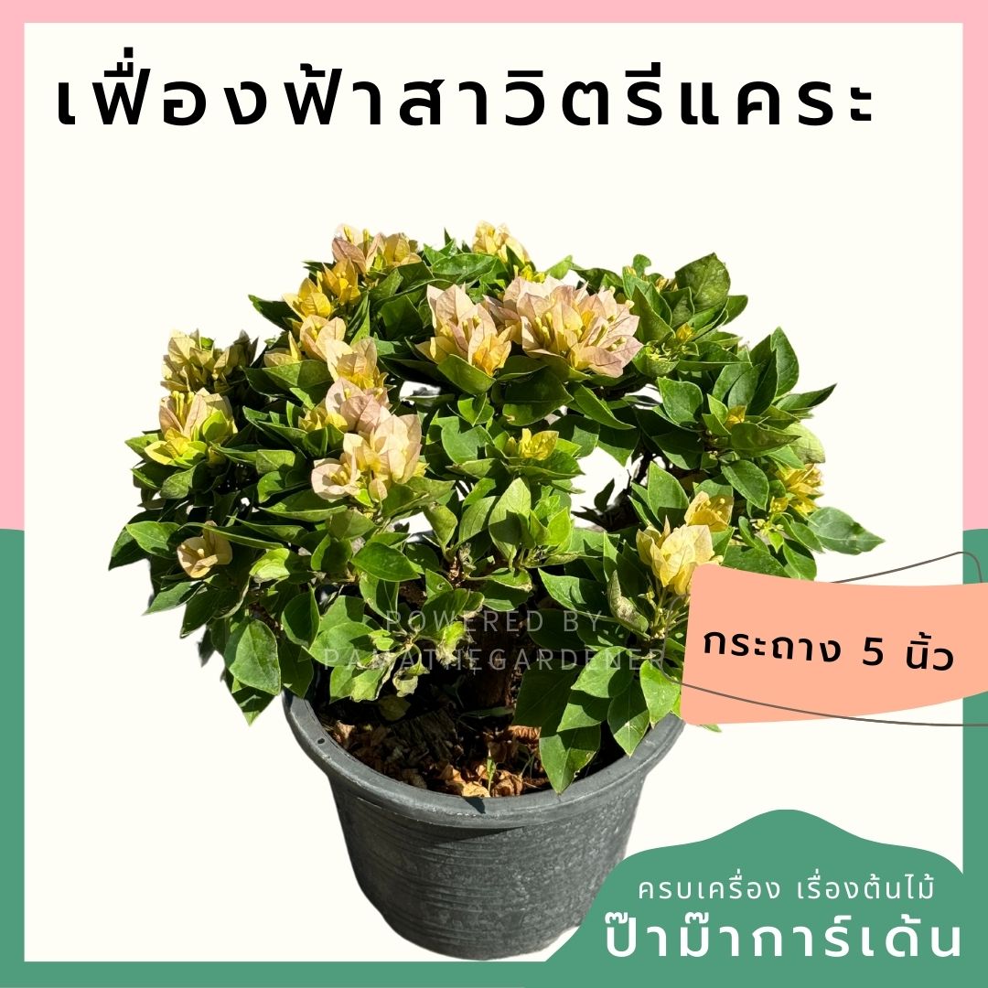เฟื่องฟ้าสาวิตรี ออกดอกสวยตลอดปี ต้นไม่ใหญ่มาก แต่งสวนน่ารัก