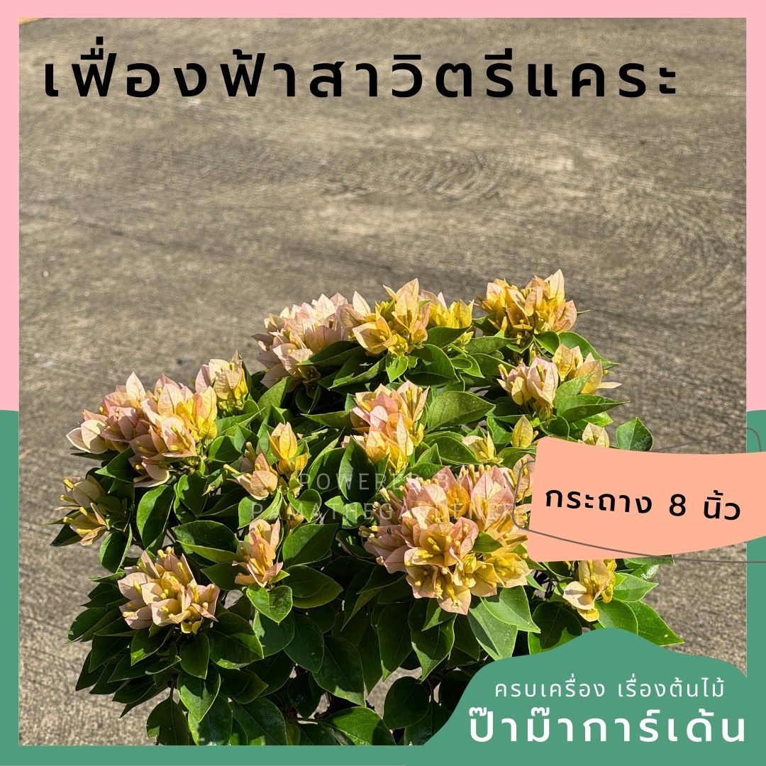 เฟื่องฟ้าสาวิตรี ออกดอกสวยตลอดปี ต้นไม่ใหญ่มาก แต่งสวนน่ารัก