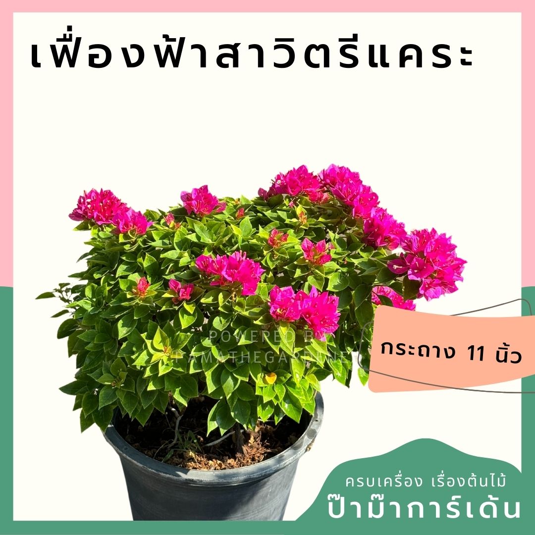 เฟื่องฟ้าสาวิตรี ออกดอกสวยตลอดปี ต้นไม่ใหญ่มาก แต่งสวนน่ารัก