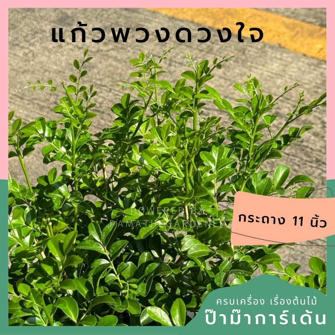 แก้วพวงดวงใจ กระถาง 11 นิ้ว