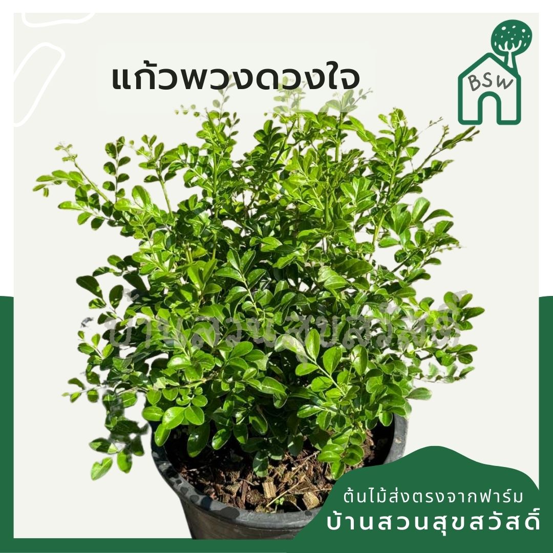 แก้วพวงดวงใจ กระถาง 11 นิ้ว