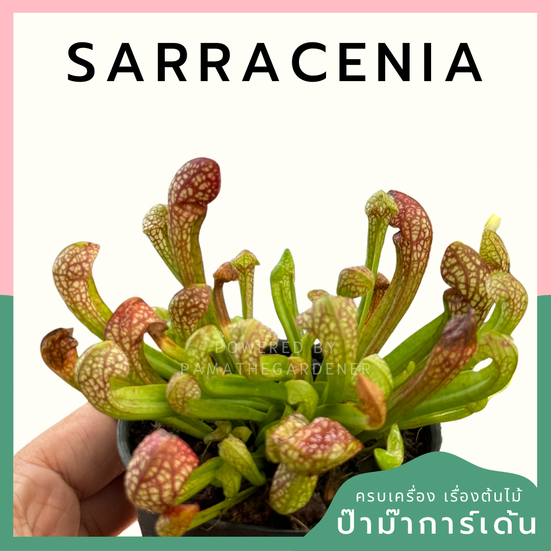 ซาราซีเนีย Sarracenia กระถาง 3 นิ้ว ต้นไม้ตระกูลกินแมลง