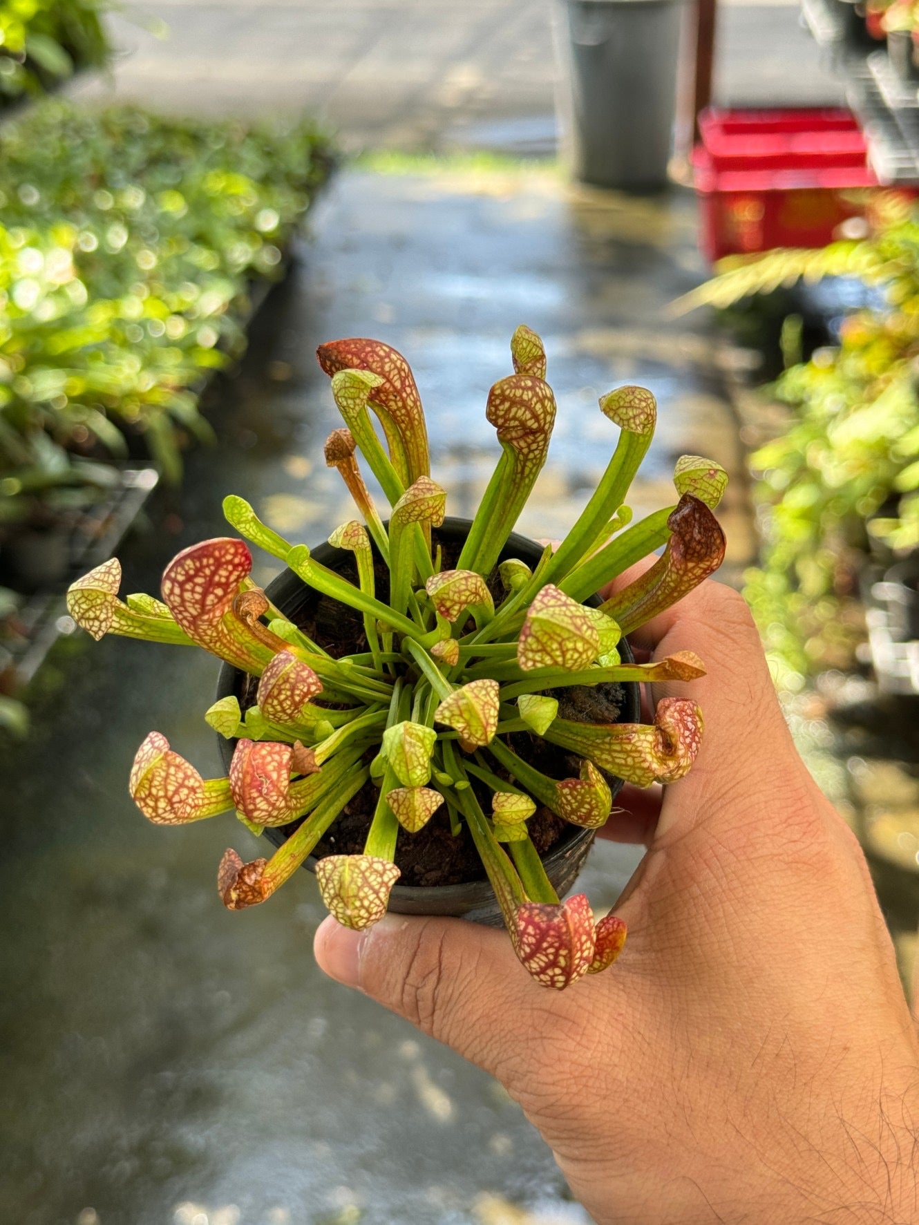 ซาราซีเนีย Sarracenia กระถาง 3 นิ้ว ต้นไม้ตระกูลกินแมลง
