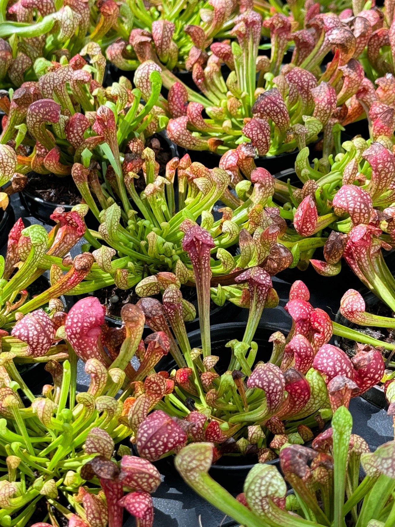 ซาราซีเนีย Sarracenia กระถาง 3 นิ้ว ต้นไม้ตระกูลกินแมลง