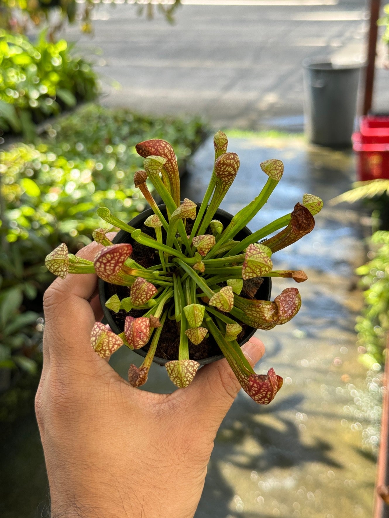 ซาราซีเนีย Sarracenia กระถาง 3 นิ้ว ต้นไม้ตระกูลกินแมลง
