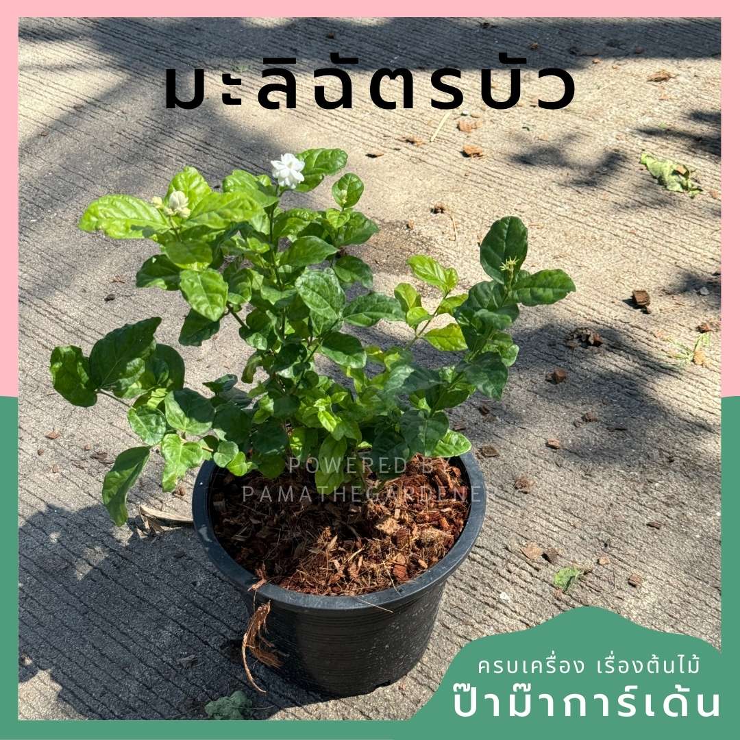 มะลิฉัตรบัว 11 นิ้ว