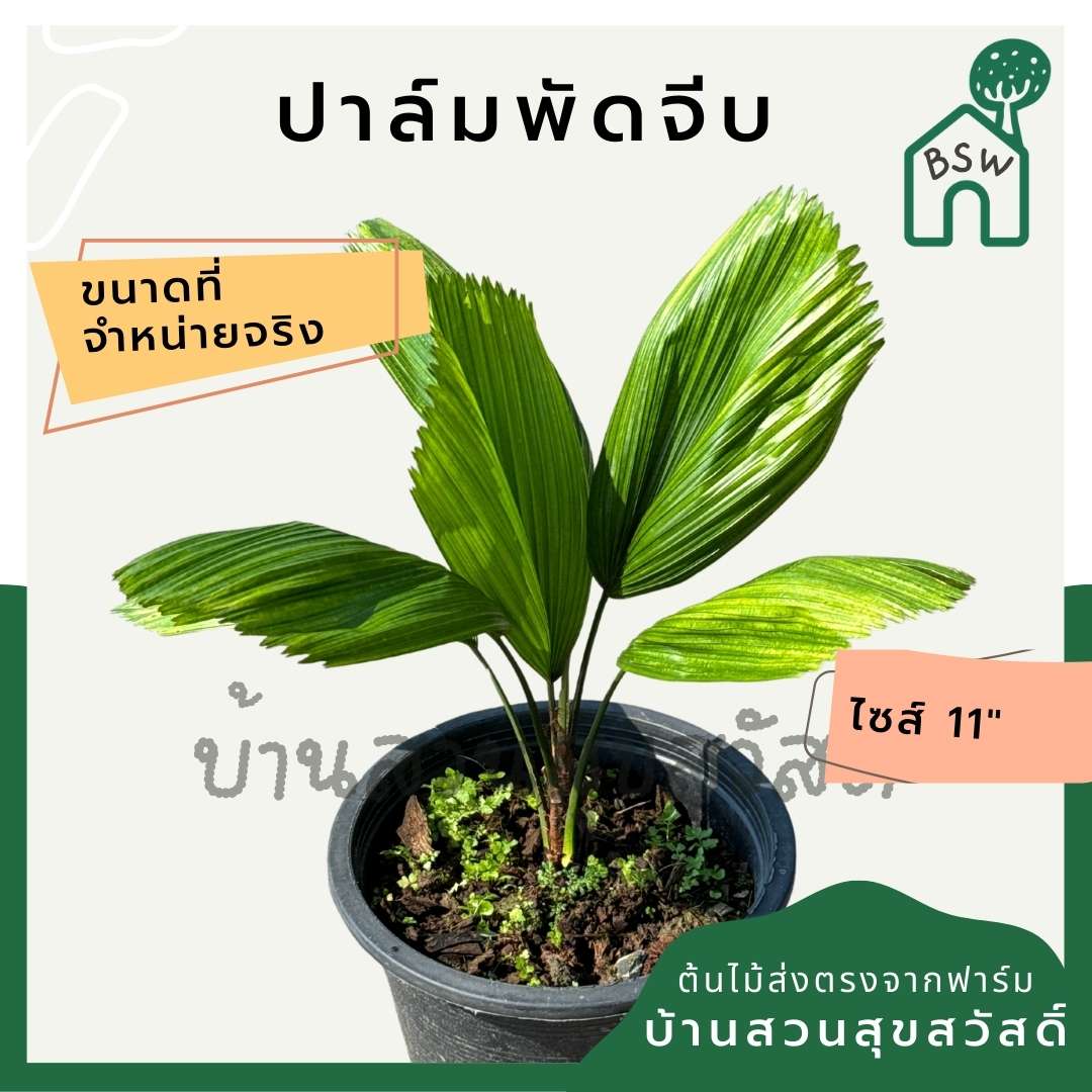 ปาล์มพัดจีบ 11 นิ้ว