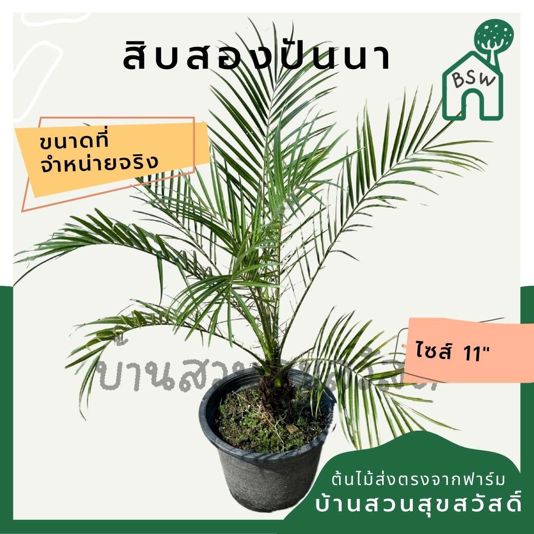 ปาล์ม สิบสองปันนา กระถาง 11 นิ้ว
