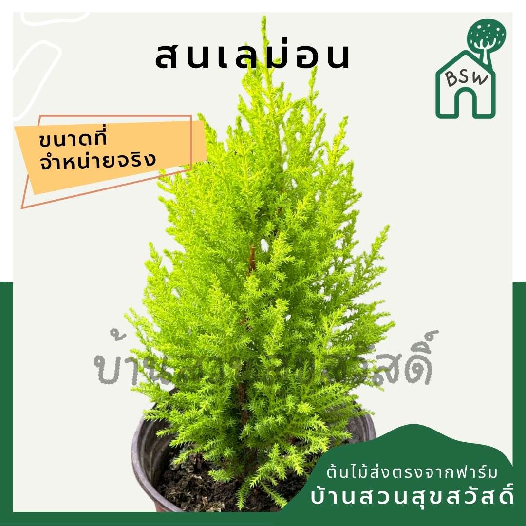 สนเลม่อน มีหลายขนาด กลิ่นหอมมาก