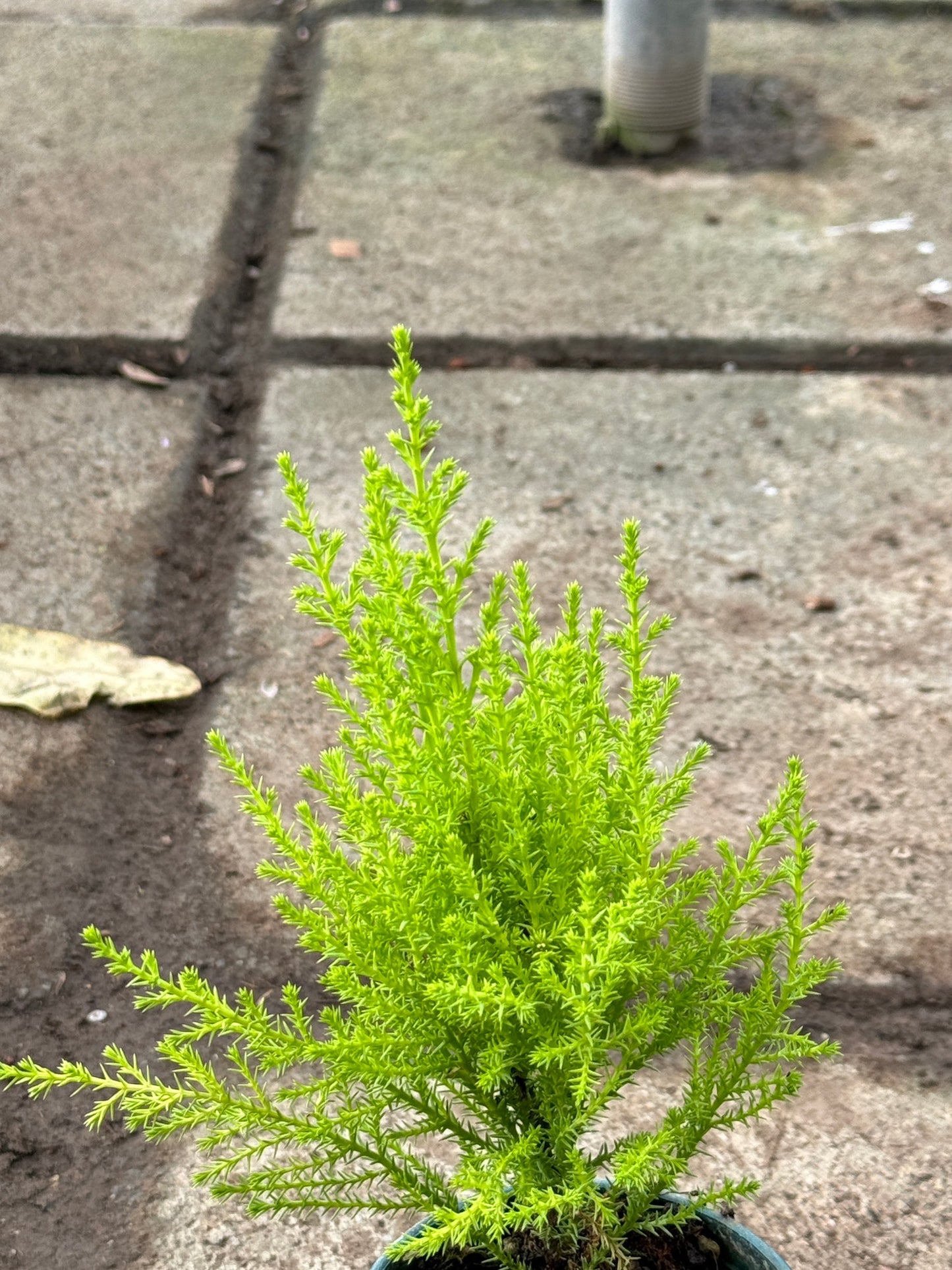 สนเลม่อน มีหลายขนาด กลิ่นหอมมาก