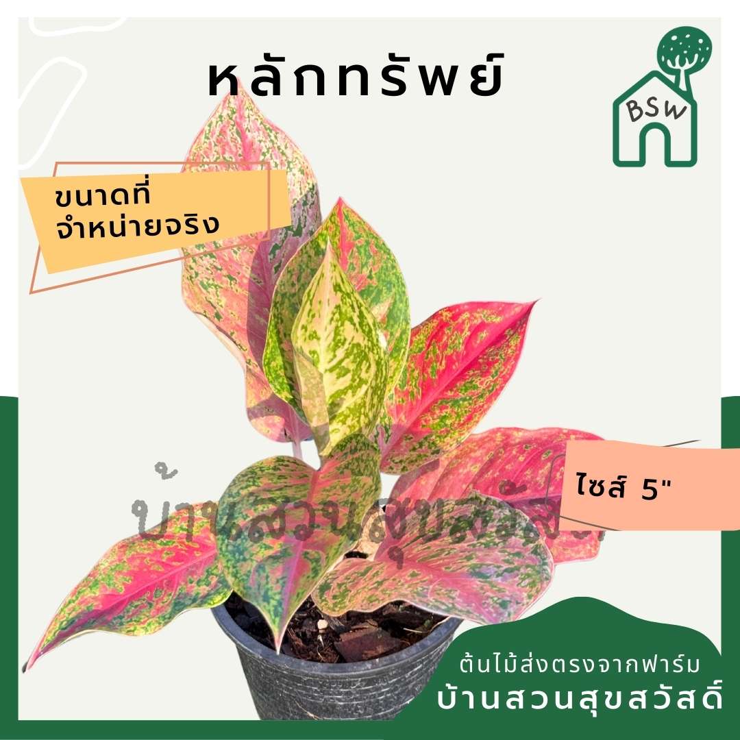 อโกลนีม่า หลักทรัพย์ พร้อมกระถาง 5 นิ้ว