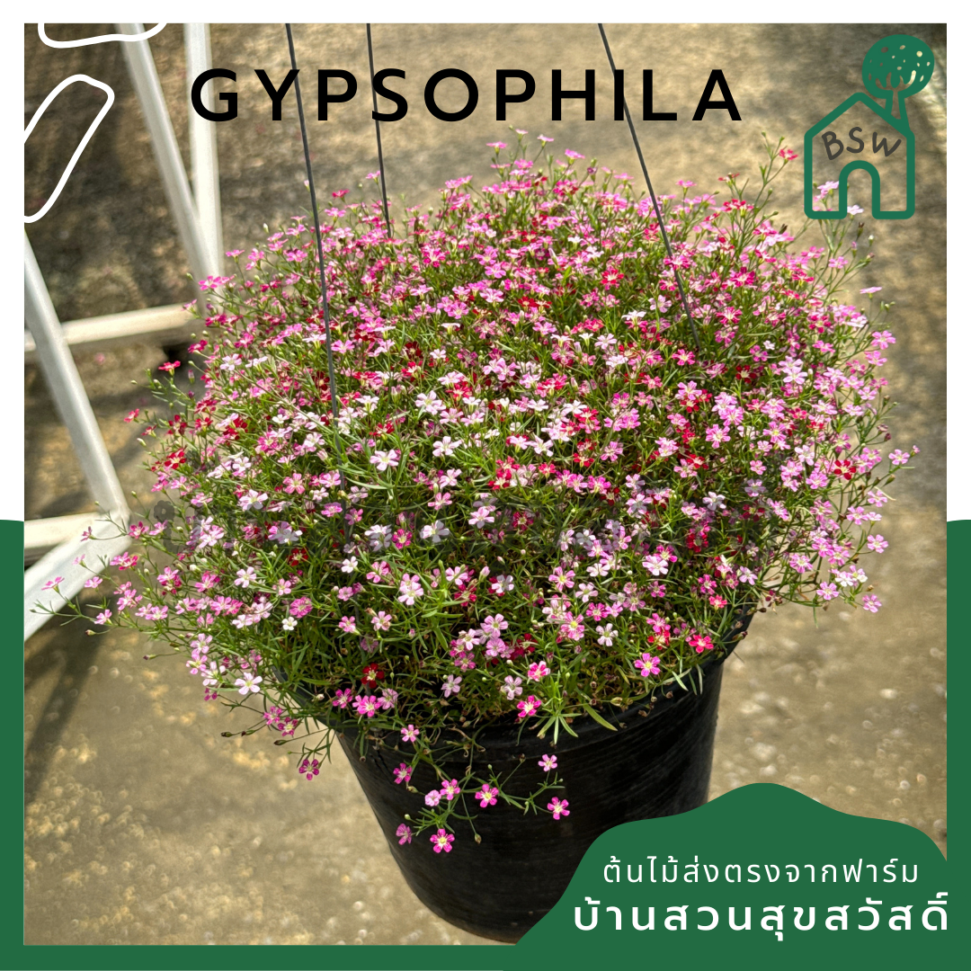 จิบโซฟิลล่า Gypsophila 8 นิ้ว
