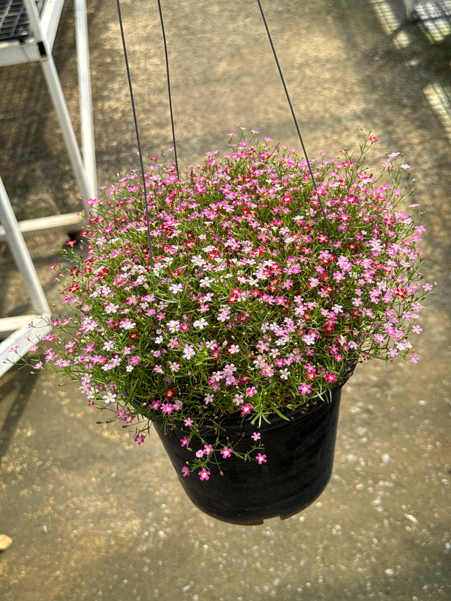 จิบโซฟิลล่า Gypsophila 8 นิ้ว