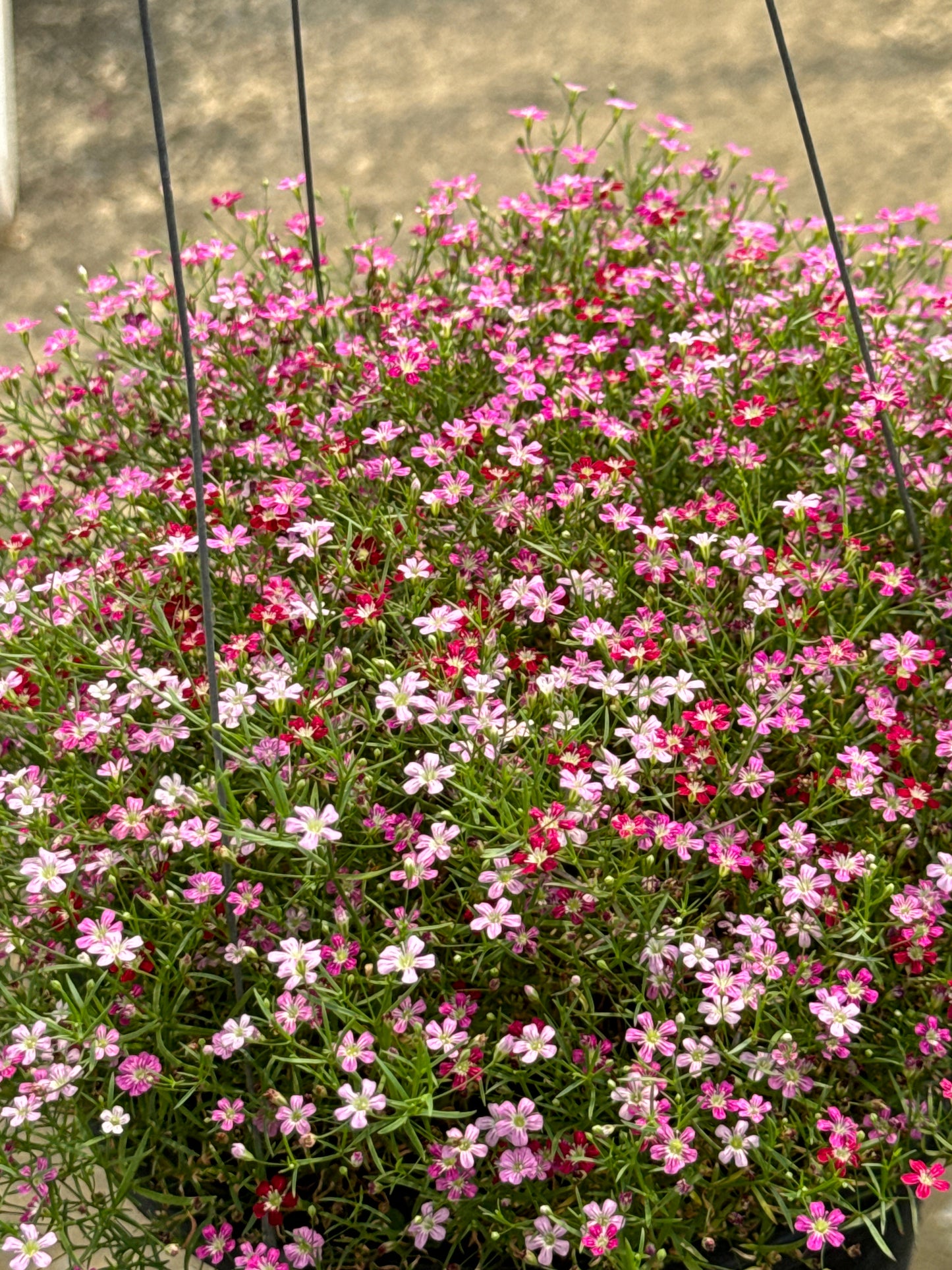 จิบโซฟิลล่า Gypsophila 8 นิ้ว