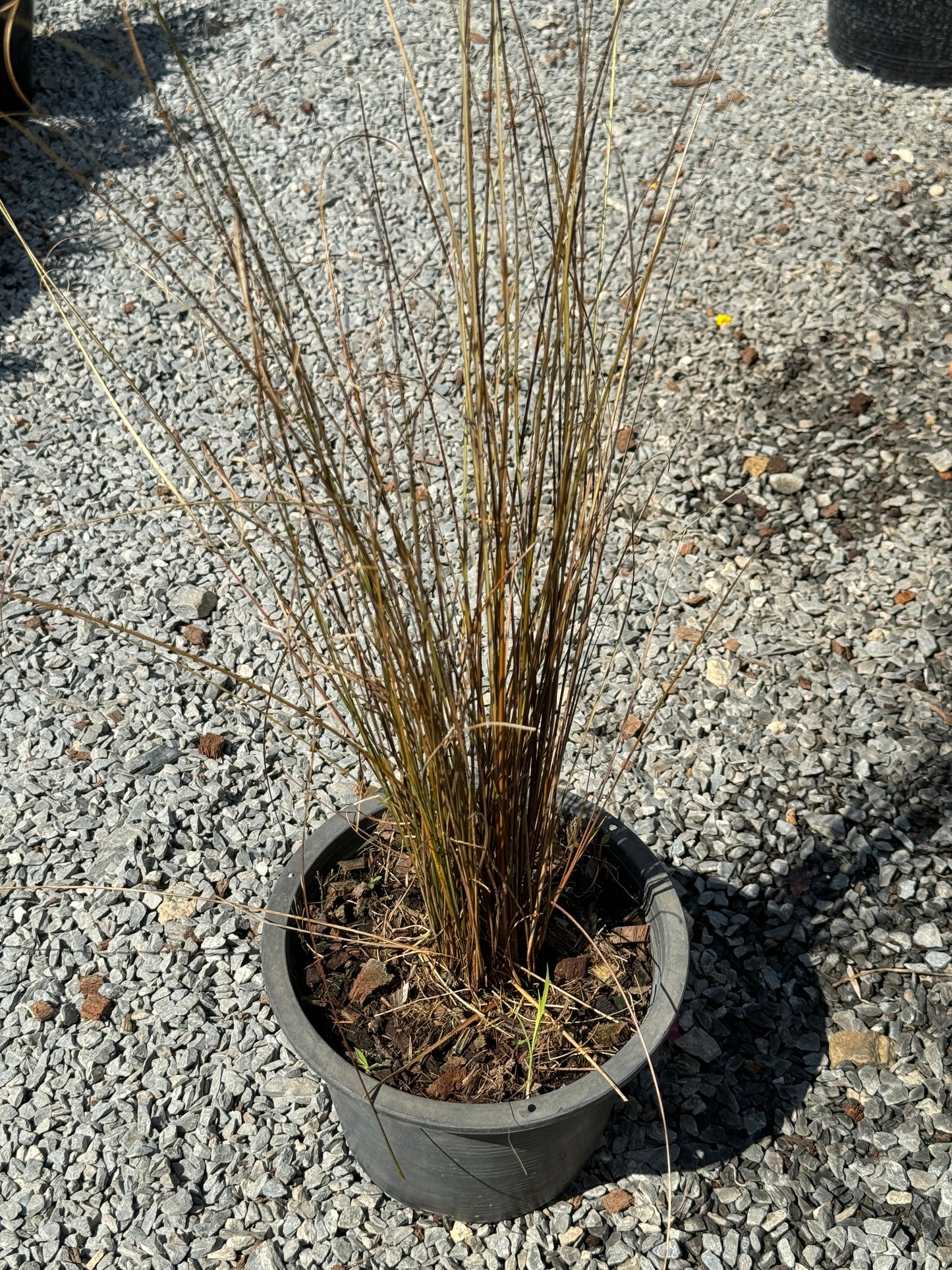 หญ้าเรด รูสเตอร์ Red Rooster Grass 8 นิ้ว