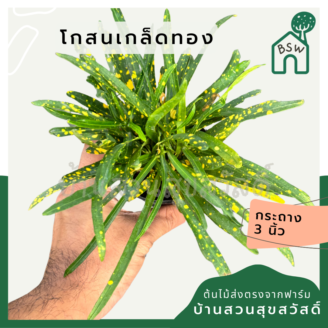 โกสนเกล็ดทอง กระถาง 3 นิ้ว