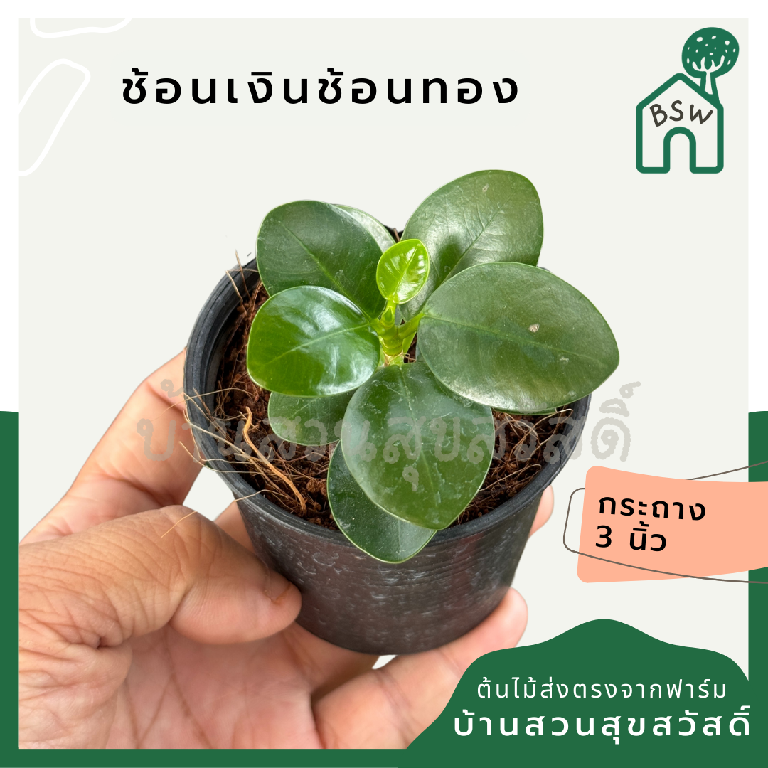 ช้อนเงินช้อนทอง กระถาง 3 นิ้ว