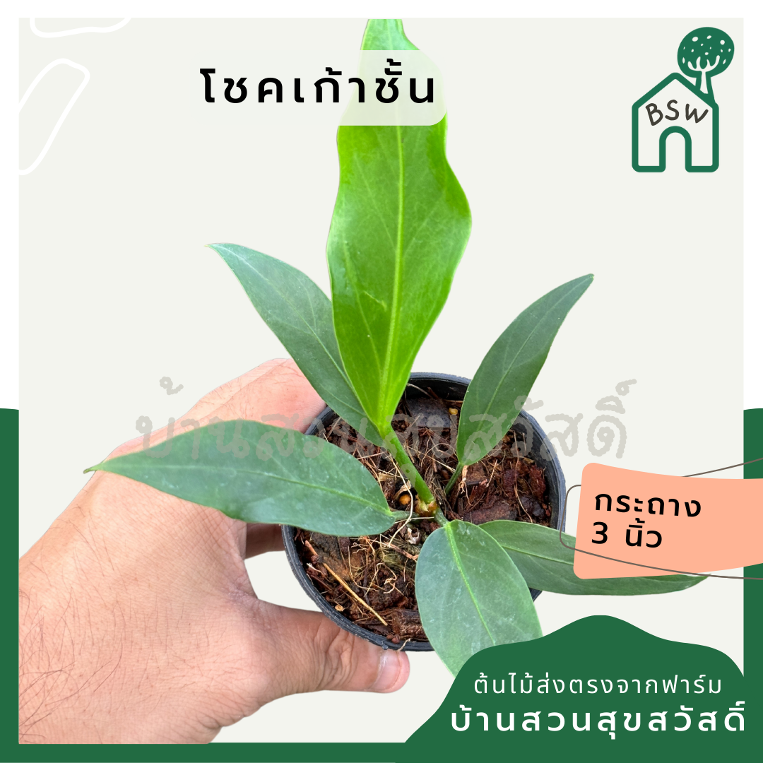 โชคเก้าชั้น กระถาง 3 นิ้ว