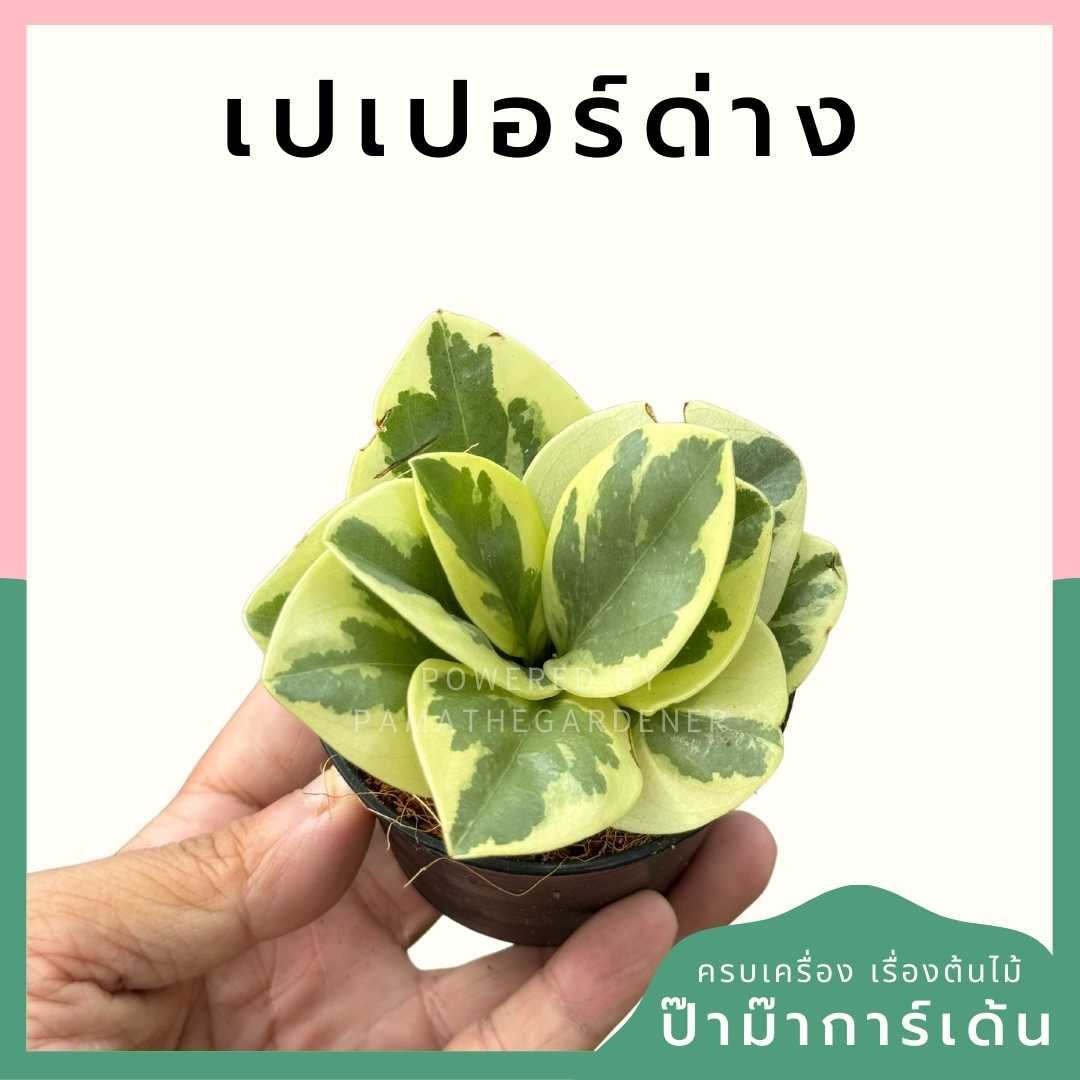 เปเปอร์หยกด่าง ส่งพร้อมกระถาง 3 นิ้ว
