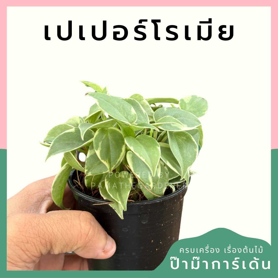 เปเปอร์โรเมียด่าง ส่งพร้อมกระถาง 3 นิ้ว